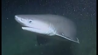 Facts The Bluntnose Sixgill Shark [upl. by Lonny]