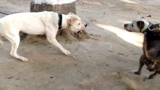 Pitbull Vs Dogo Argentino Fighting Breed vs Hunting Breed [upl. by Serrell]