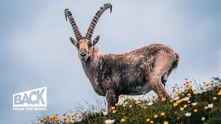 The Return of the Ibex  Back from the Brink [upl. by Wallie962]