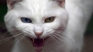 Cat sounds to scare mice  Cat Sound for rats  Cat sounds to scare rats  cat meowing to scare rats [upl. by Esbensen]