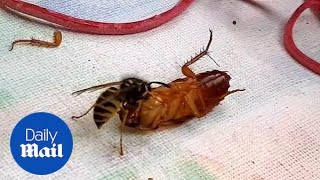 Wasp and cockroach filmed in fierce battle leaving one HEADLESS [upl. by Leiuqese]