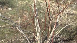 How to Prune a Blueberry Bush [upl. by Arag950]