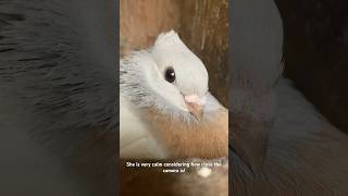 Lucerne Pigeon Closeup [upl. by Elagibba964]