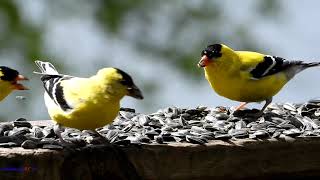 Listen To The Delightful Sounds Of The American Goldfinch [upl. by Ahsieki]