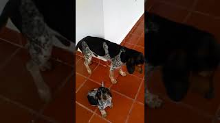 Criadero de perros sabuesos para casería [upl. by Assilana]