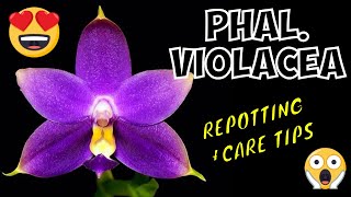 Phalaenopsis Violacea  Repotting and Care Tips [upl. by Virginia]