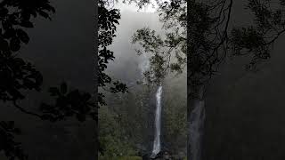 Wairere Falls hiking nature naturecaptures naturephotography newzealand peace life [upl. by Anaet]