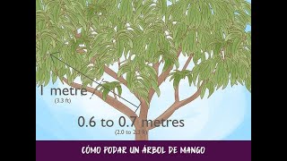 Cómo podar un árbol de mango [upl. by Macintyre]