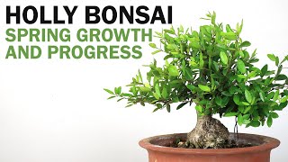 Let it Grow Late Spring Growth  Holly Bonsai [upl. by Dnalor]