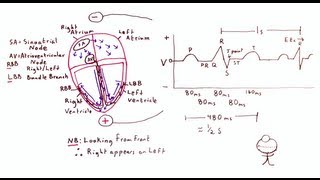 Cardiac Electrical Conduction and the ECG  One Minute Medical School [upl. by Morel]