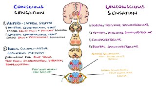 Spinothalamic Tract and Dorsal Column Medial Lemniscus Pathway  Ascending Tracts of the Spinal Cord [upl. by Olenta]