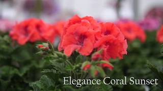 Pelargonium Grandiflorum Elegance Coral Sunset  Garden Plant with Flowers in spectacular Colours [upl. by Bondon]