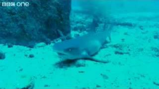 HILARIOUS sharks singing jaws  voice over [upl. by Ysirhc547]