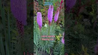 Why is blazing star Liatris spicata a favorite of gardeners and floristsgarden floweringplant [upl. by Yramliw]