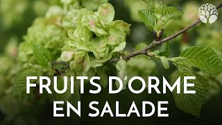 Les fruits dorme  ingrédient insolite en salade [upl. by Darcia761]