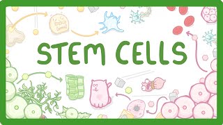 GCSE Biology  What are Stem Cells Difference Between Embryonic and Adult Stem Cells 11 [upl. by Munniks]