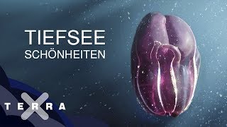 Unbekannte Tiere der Tiefsee [upl. by Adlanor]