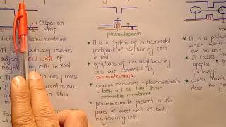 Apoplast Symplast And Vacuolar Pathway In Urdu Hindi Class 11 [upl. by Gone987]