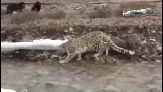 Snow leopard meet tibetan mastiffs [upl. by Yelac18]