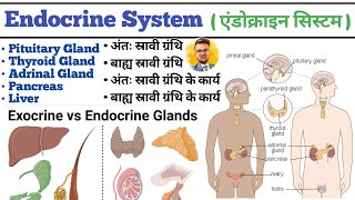 Endocrine System in hindi  Endocrine Gland  Pituitary Gland  Thyroid Gland  Liver  Pancreas [upl. by Akirat]