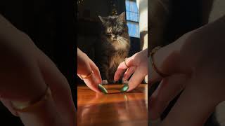 Just some cozy lofi floor taps for you❤️🫶🏻🐱🥰 asmr asmrsounds tappingasmr [upl. by Leahcimluap567]