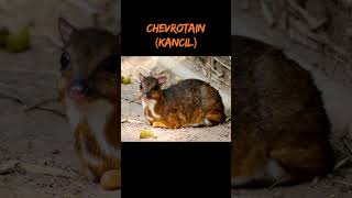 Chevrotain Kancil shortvideo animals faktaunikbinatang [upl. by Assiluy728]