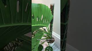 Monstera adansonii chop ✂️ plants houseplants monstera [upl. by Brodie]