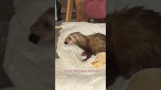 Ouvrir un colis avec des furets c’est quelque chose 🤣🫶🏻 furet furets ferret ferrets funny [upl. by Ened]