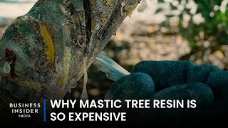 Why Mastic Tree Resin Is So Expensive  So Expensive [upl. by Suirauqed812]