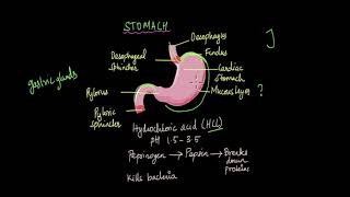 Mouth Oesophagus and Stomach  Nutrition  Life Sciences  Khan Academy [upl. by Janyte]