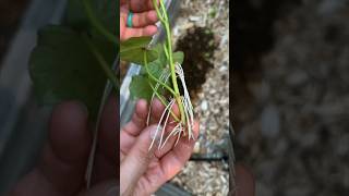 Growing Sweet Potato in Fish Tank WATCH how it GROWS [upl. by Llecrad]