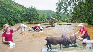 Historic Floods Caused by Typhoon Yagi  Rescue Livestock and Poultry From Flood Daily Farm [upl. by Nuy]