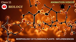 CBSE Class 11  Biology  Morphology of Flowering PlantsInflorescence  Animation  in English [upl. by Hynes]