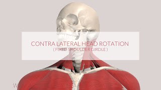 Trapezius Function Assist Contralateral Head Rotation 3D Animation [upl. by Aihsrop]