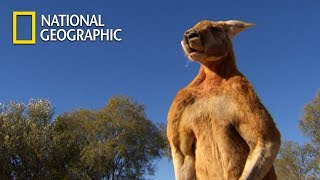 Muscular Kangaroos Martial Arts Match｜National Geographic [upl. by Annahoj]