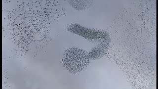 Dazzling murmuration of starlings again here in Rome in Italy this day 6 [upl. by Christianson839]