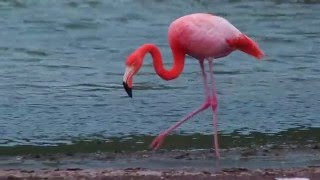 Flamingo Feeding in Galápagos [upl. by Muscolo]