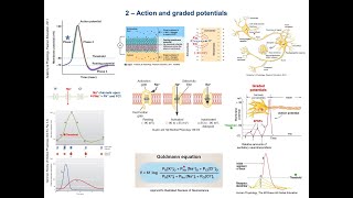 2  Neuron action potential  Graded potential  EPSPs amp IPSPs [upl. by Asseret392]