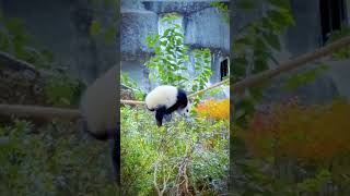 PANDA VIDEOTHANKS FOR WATCHING pandasong youtubeshorts foryou babyshorts [upl. by Sitrik]