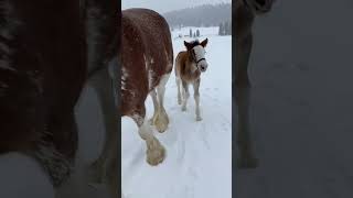 Filson our Clydesdale Foal takes his first walk outside the Outpost clydesdales whitefishmontana [upl. by Decima]