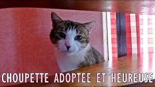 Choupette dans sa famille dadoption [upl. by Keare767]