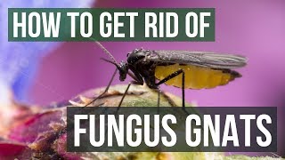 How to Get Rid of Fungus Gnats 4 Simple Steps [upl. by Ahsinat]