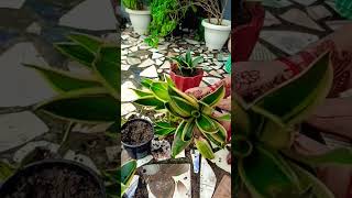 Sansevieria Plant Propagation Snake सान्सेवीरिया प्लांट इस प्रकार लगाए shorts [upl. by Portugal]