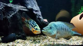 Parachromis Motaguensis  Red Tiger Mota pair [upl. by Aigneis]