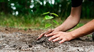 Tu Bishvat The Jewish Holiday amp quotBirthday of the Treesquot [upl. by Holden468]