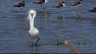 White Morph Reddish Egret Sony A1Sony Alpha1 4k [upl. by Aihsiek744]