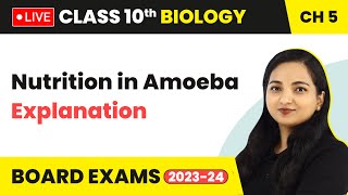 Nutrition in Amoeba  Explanation  Class 10 Biology Chapter 5 LIVE 202324 [upl. by Olim531]