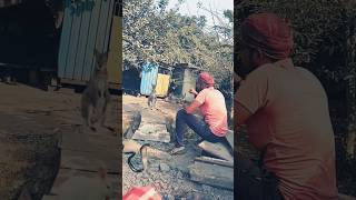 Hold On Tight 😳Cobra🐍🐍VS Rabbit🐇🐇VS Kangaroo🦘🦘😮 viral 😮 reels viral shorts [upl. by Dasteel]