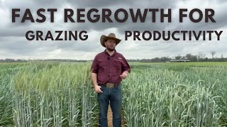 Increasing Grazing Productivity with Hybrid Triticales Fast Regrowth [upl. by Koehler]