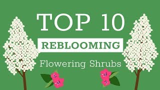 Top Reblooming Flowering Shrubs [upl. by Darn708]